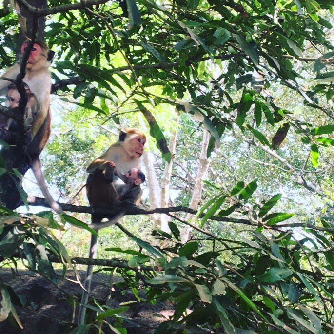 Turknoys Exploring Sri Lanka