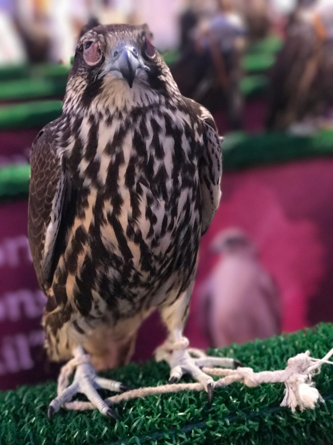 Falcons in Qatar